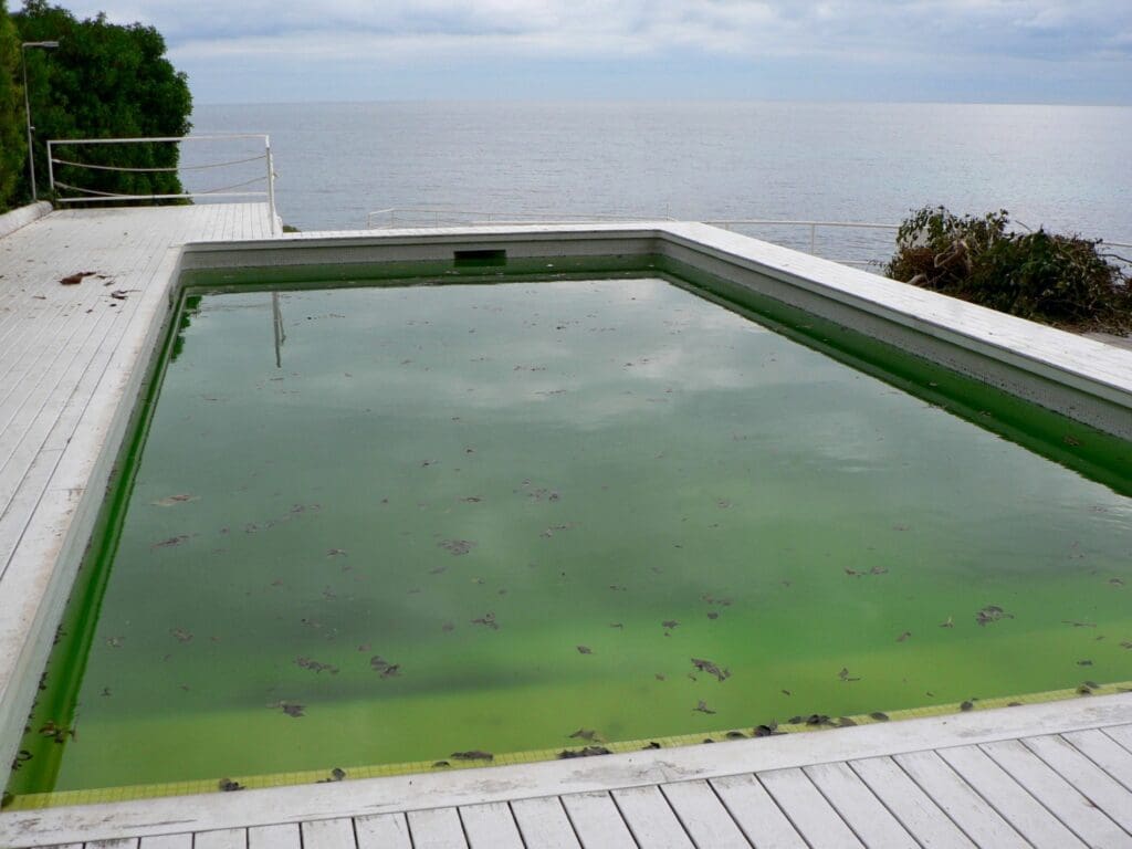 Green water in dirty swimming pool. Dirty pool water surface with autumn leaves.