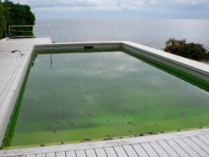 Green water in dirty swimming pool. Dirty pool water surface with autumn leaves.